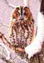 Mr Toyney Owl